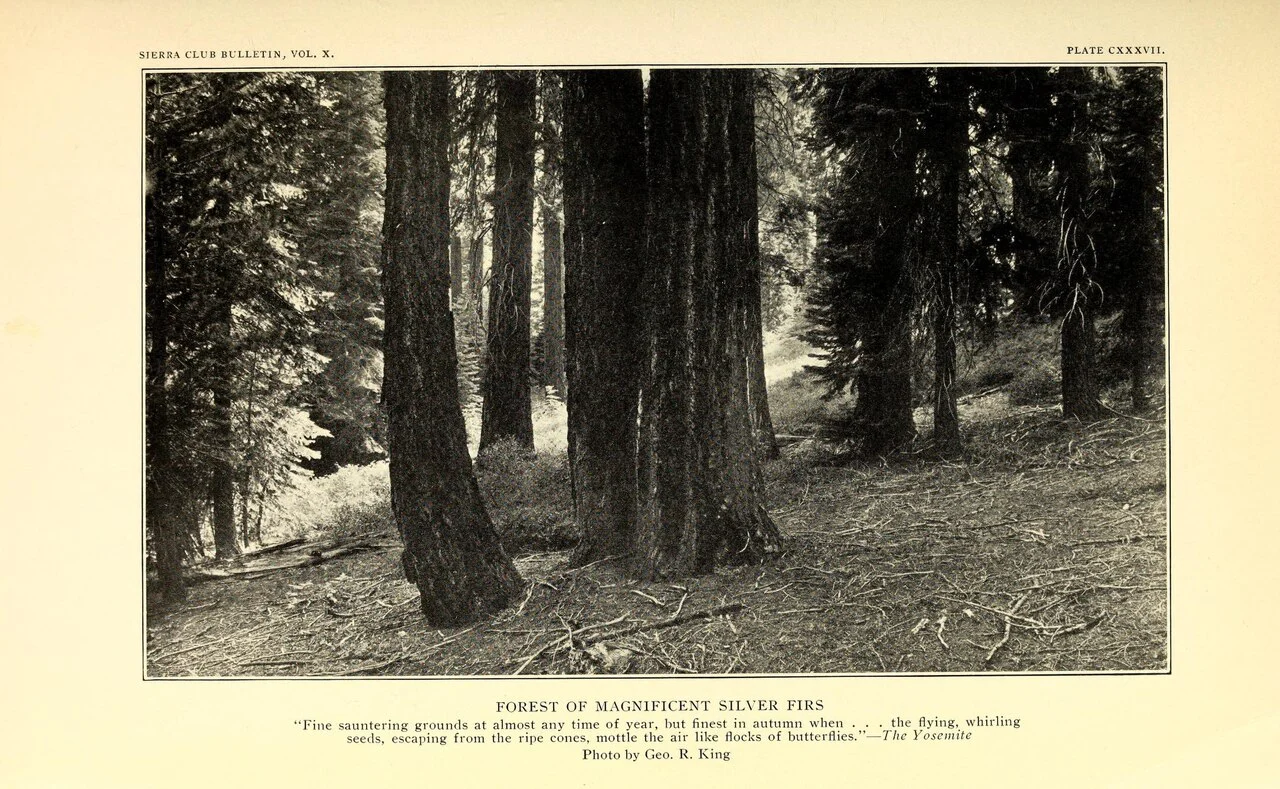 Photo of Silver Firs