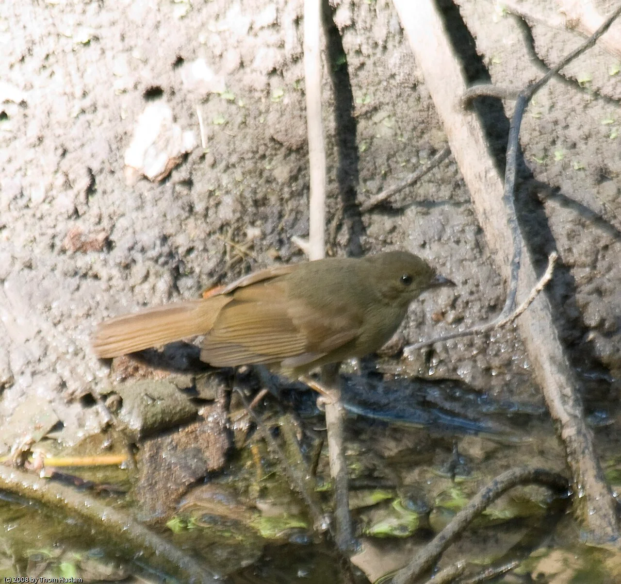 Photo of Sinchu Alagi