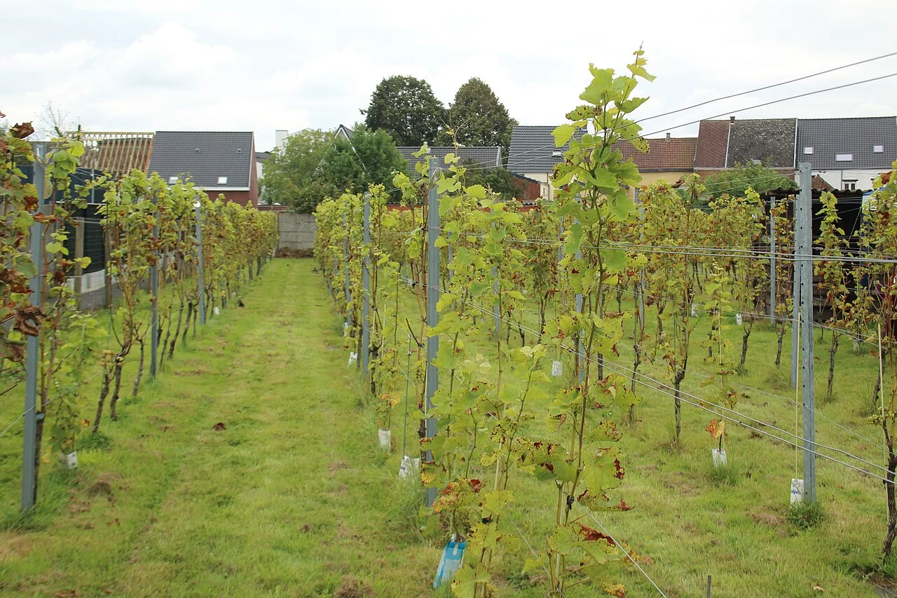 Photo of Sint-Maria-Oudenhove