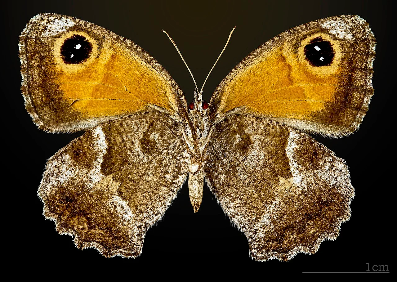 Photo of Solliès-Pont