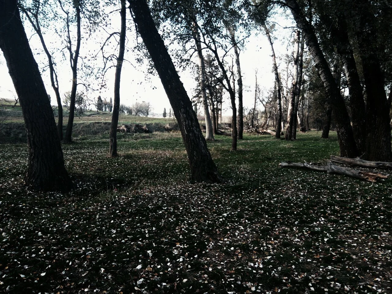 Photo of Sour el Ghozlane