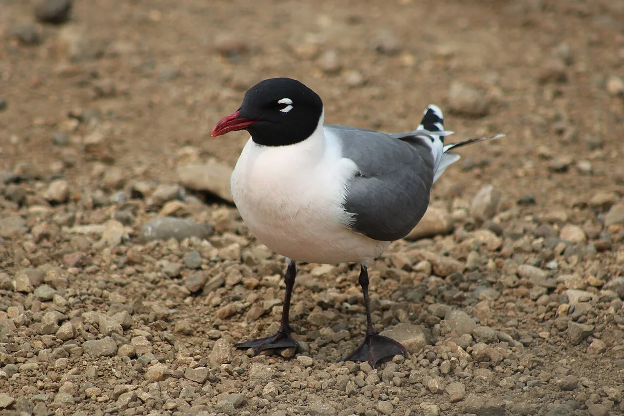 Photo of South Gull Lake