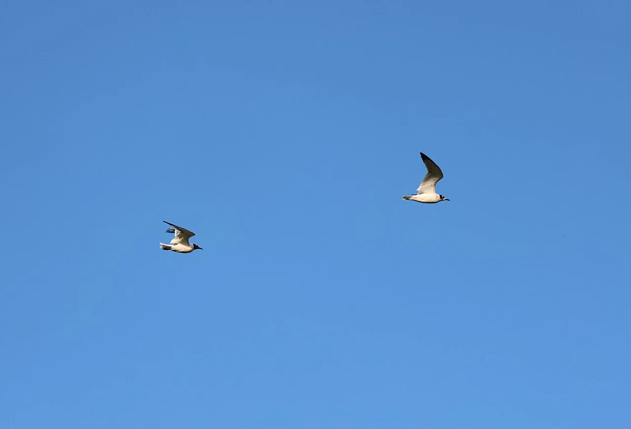 Photo of South Gull Lake