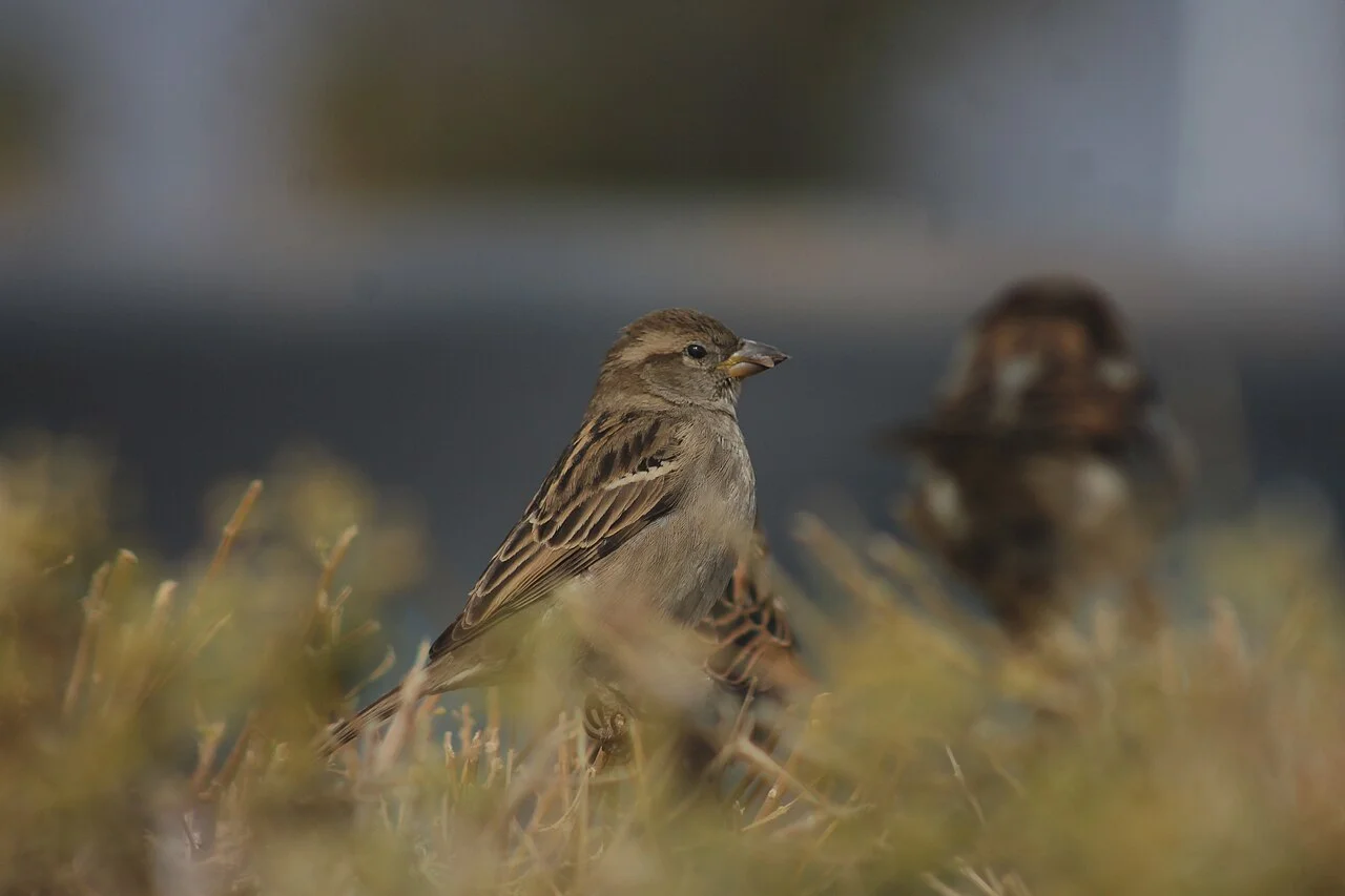 Photo of Sparrow Bush