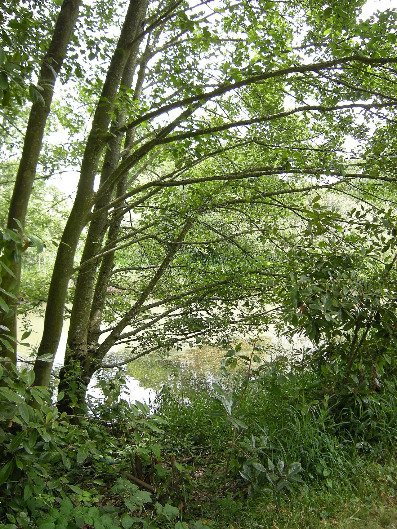 Photo of Springbrook