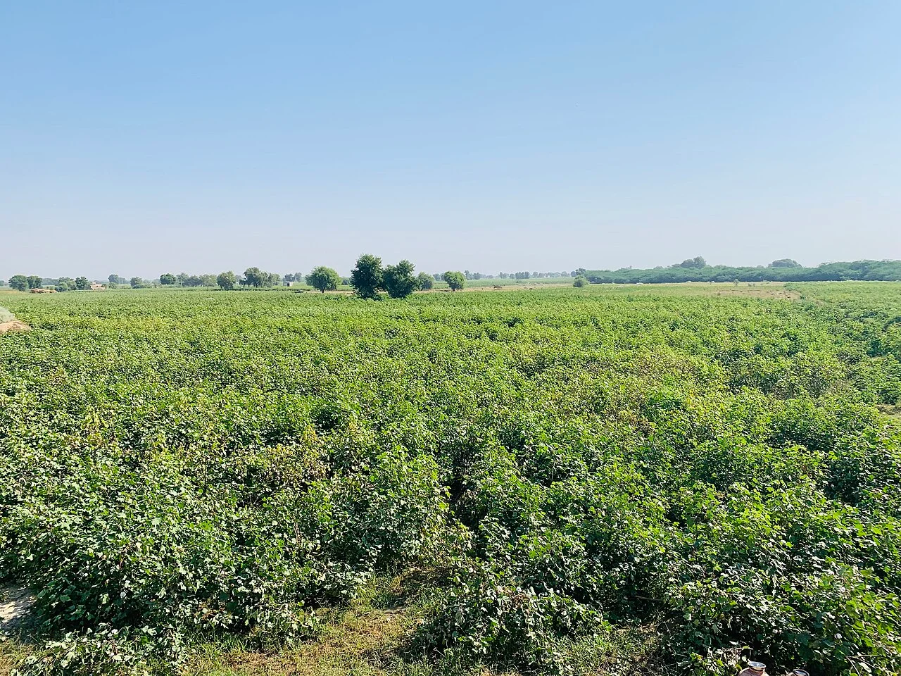 Photo of Sri Ganganagar