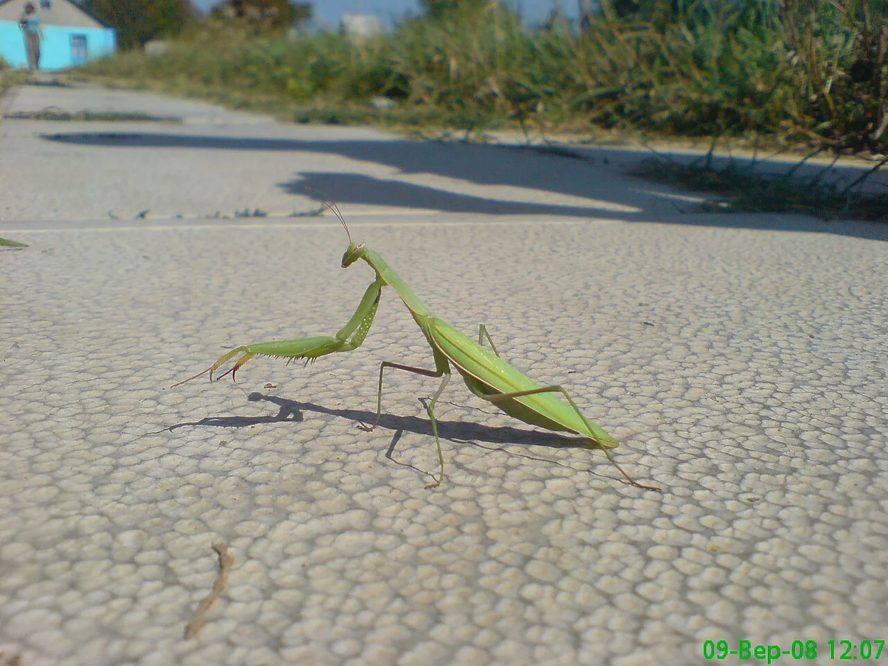 Photo of Staryy Merchyk