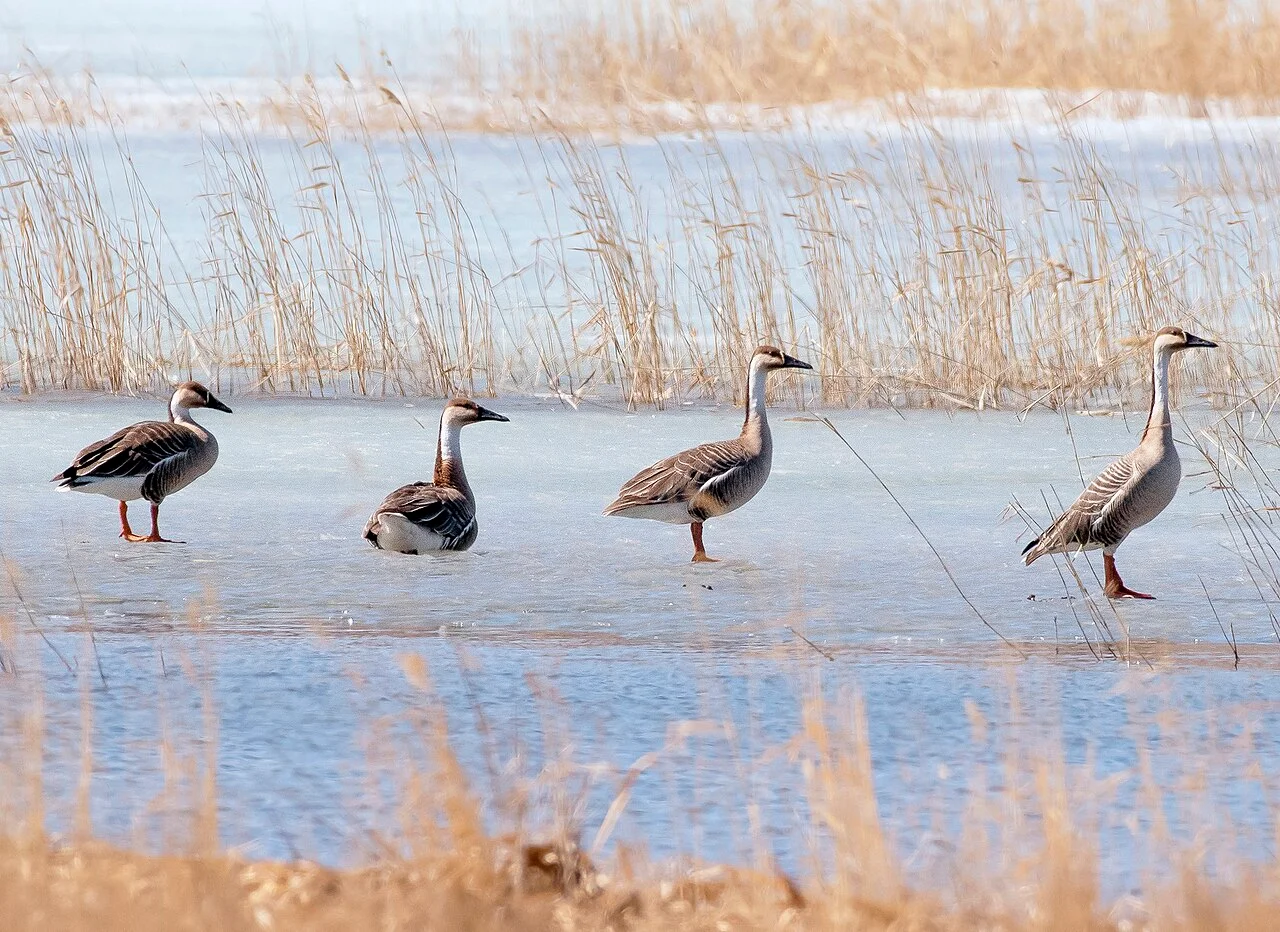 Photo of Stepnoye Ozero