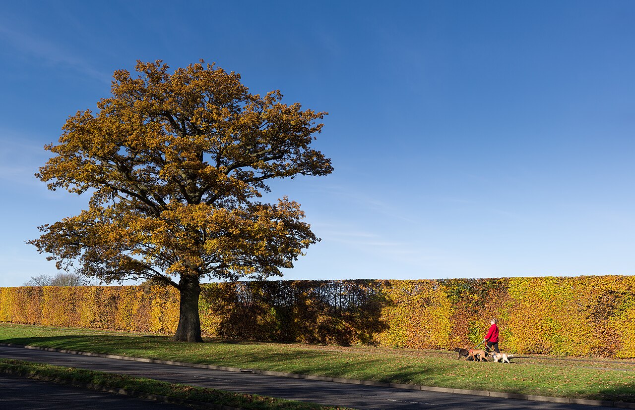 An oak tree and tall hedge show autumn colours. Broadhall Way in Stevenage is a dual carriageway road with cycle path alongside. A young lady is walking with four dogs.The image was taken with a 50mm lens; f8; 1/200 s; ISO 100 and is composed of 24 landscape shots in four rows stitched together using Hugin and blended with Smartblend and Photoshop.