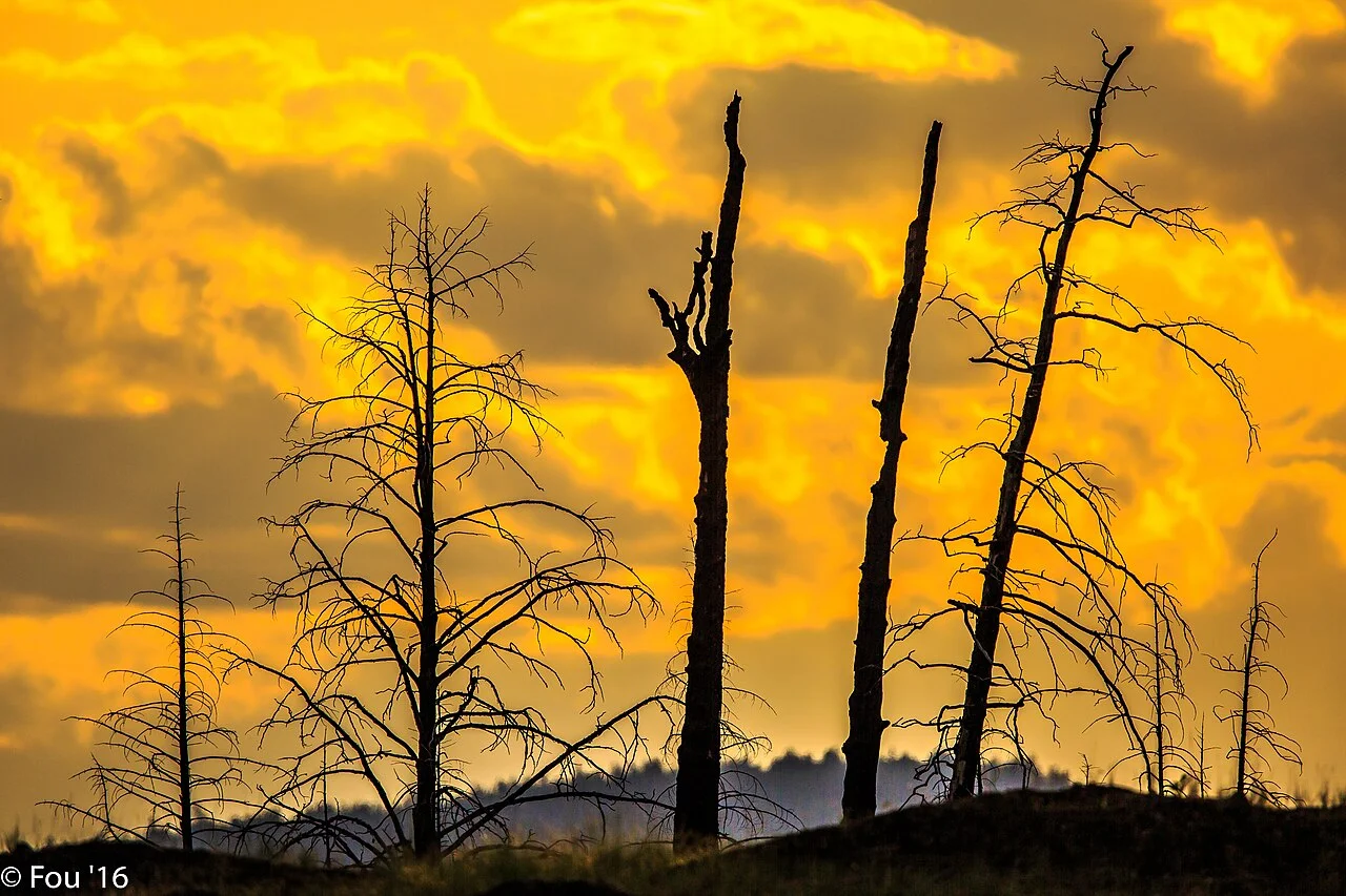 Photo of Strawberry Hill