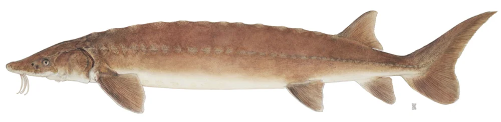 Photo of Sturgeon