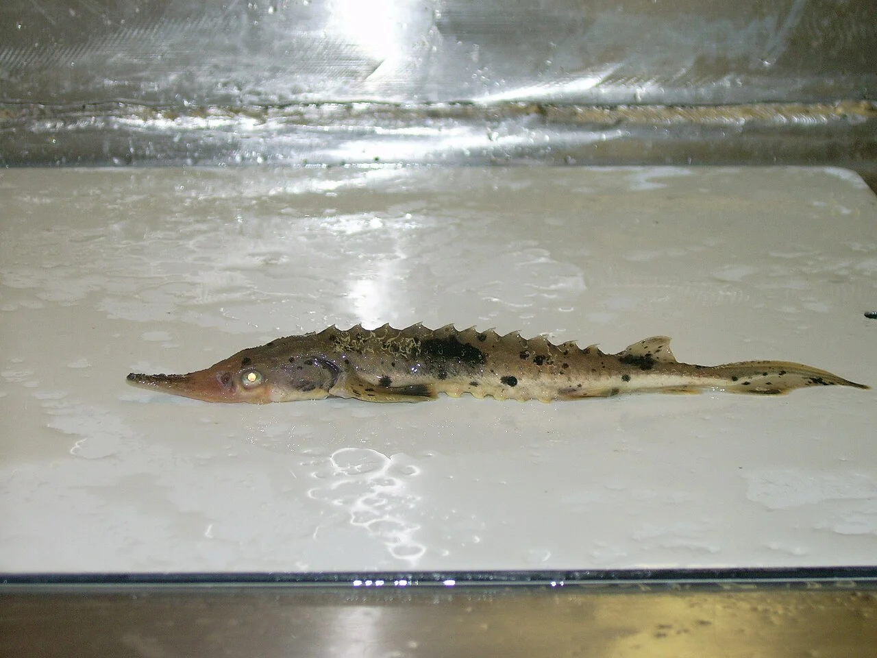 Photo of Sturgeon