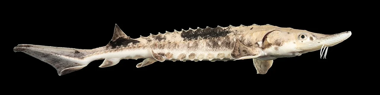 Photo of Sturgeon