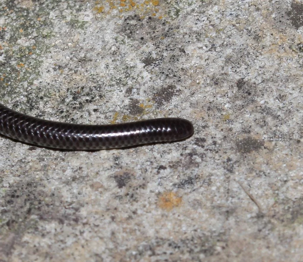 Photo of Stutterheim