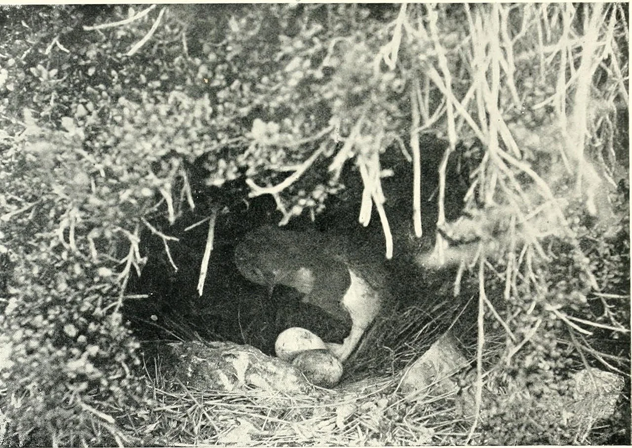 Photo of Summerland Point