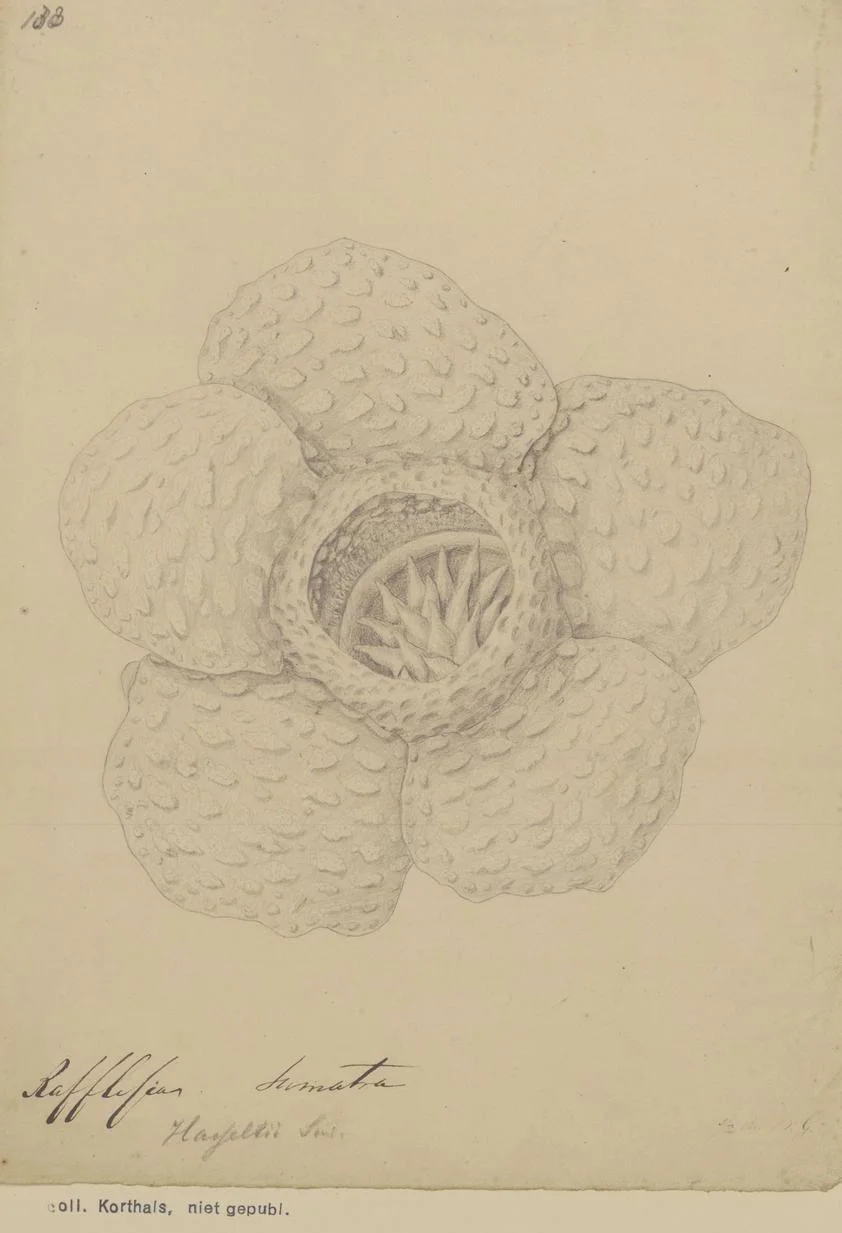 Photo of Sumpur Kudus