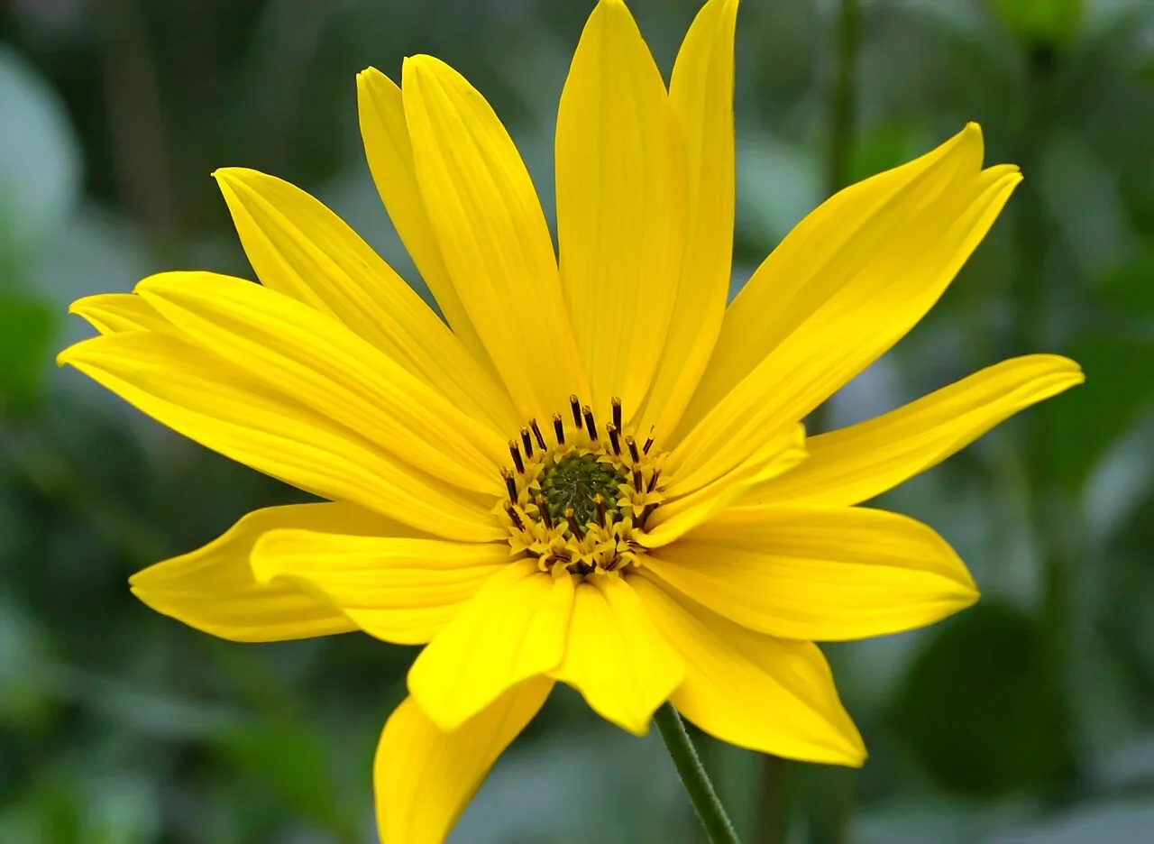 Photo of Sunflower