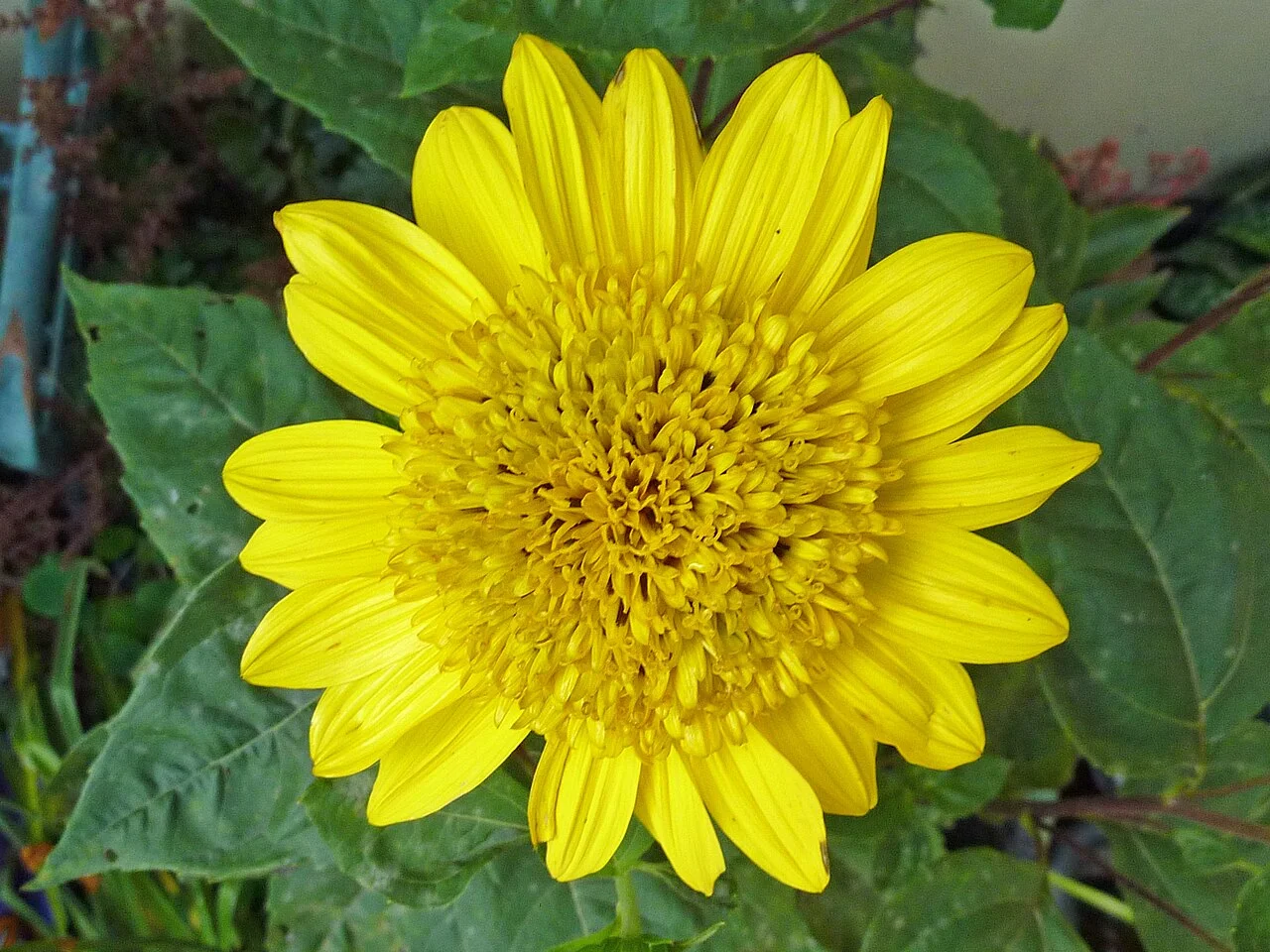 Photo of Sunflower