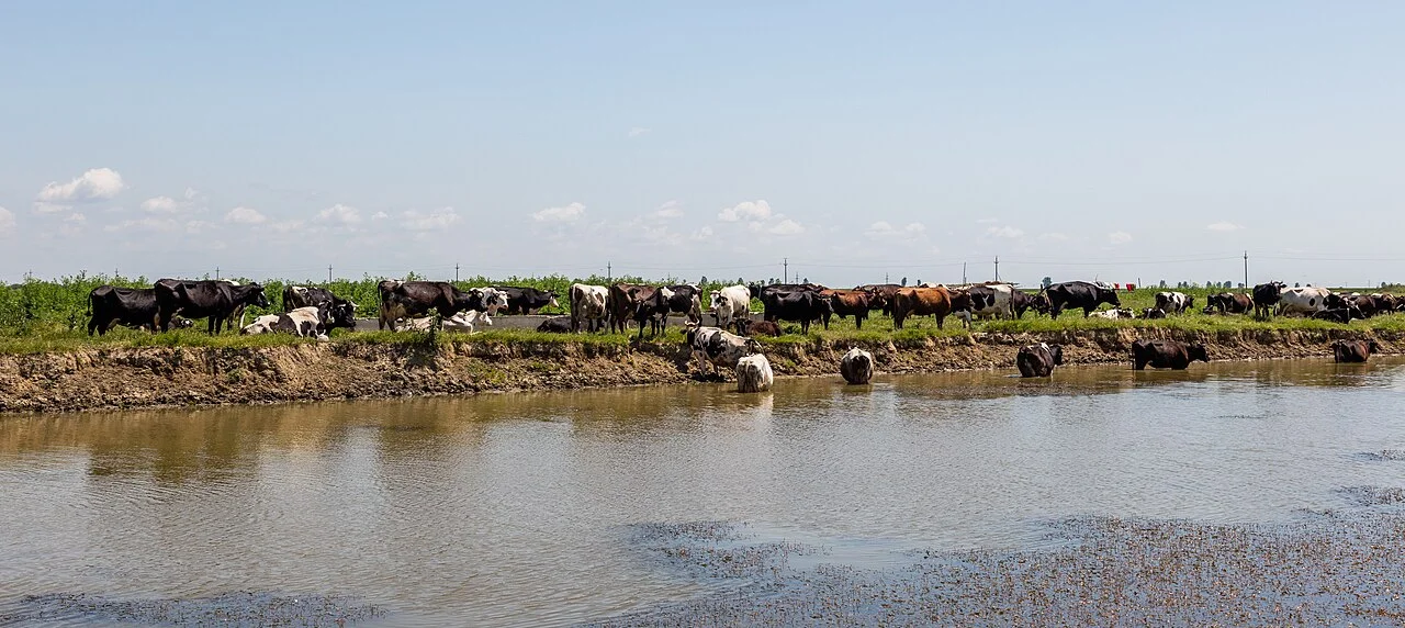 Photo of Surdila-Greci