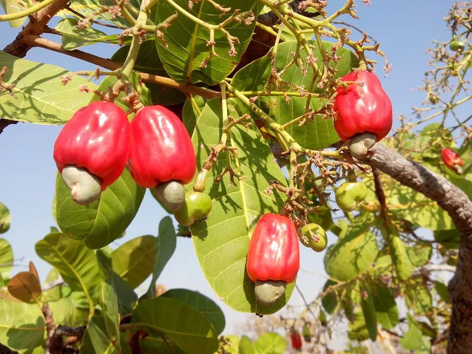 Photo of Tabocas do Brejo Velho