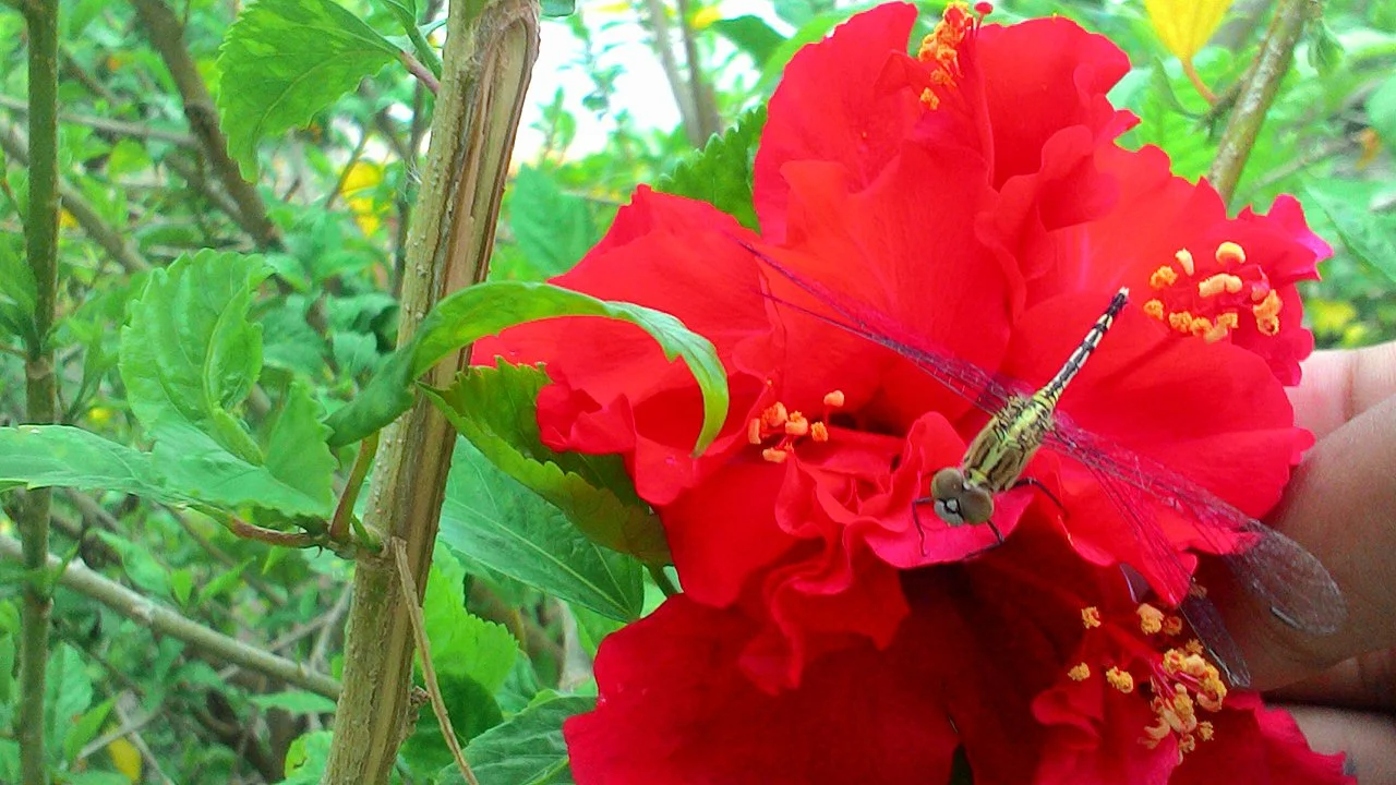 Photo of Tadepalligudem