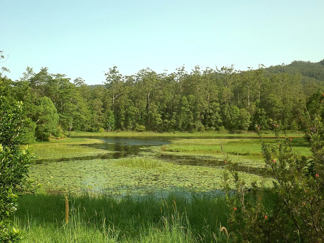 Photo of Tallebudgera Valley