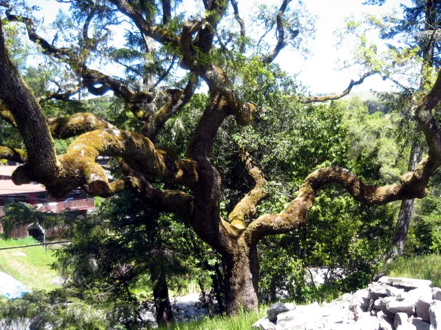 Photo of Tamalpais-Homestead Valley