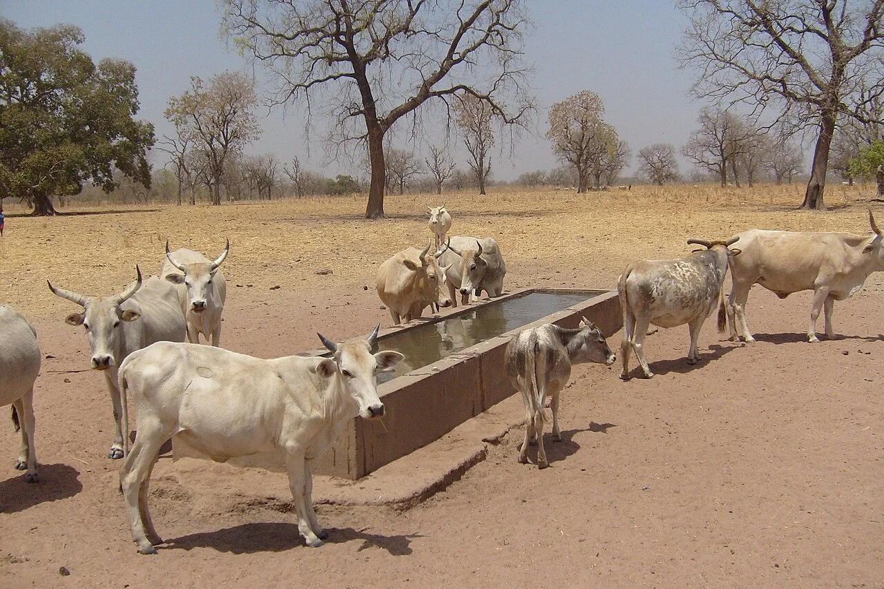 Photo of Tambacounda