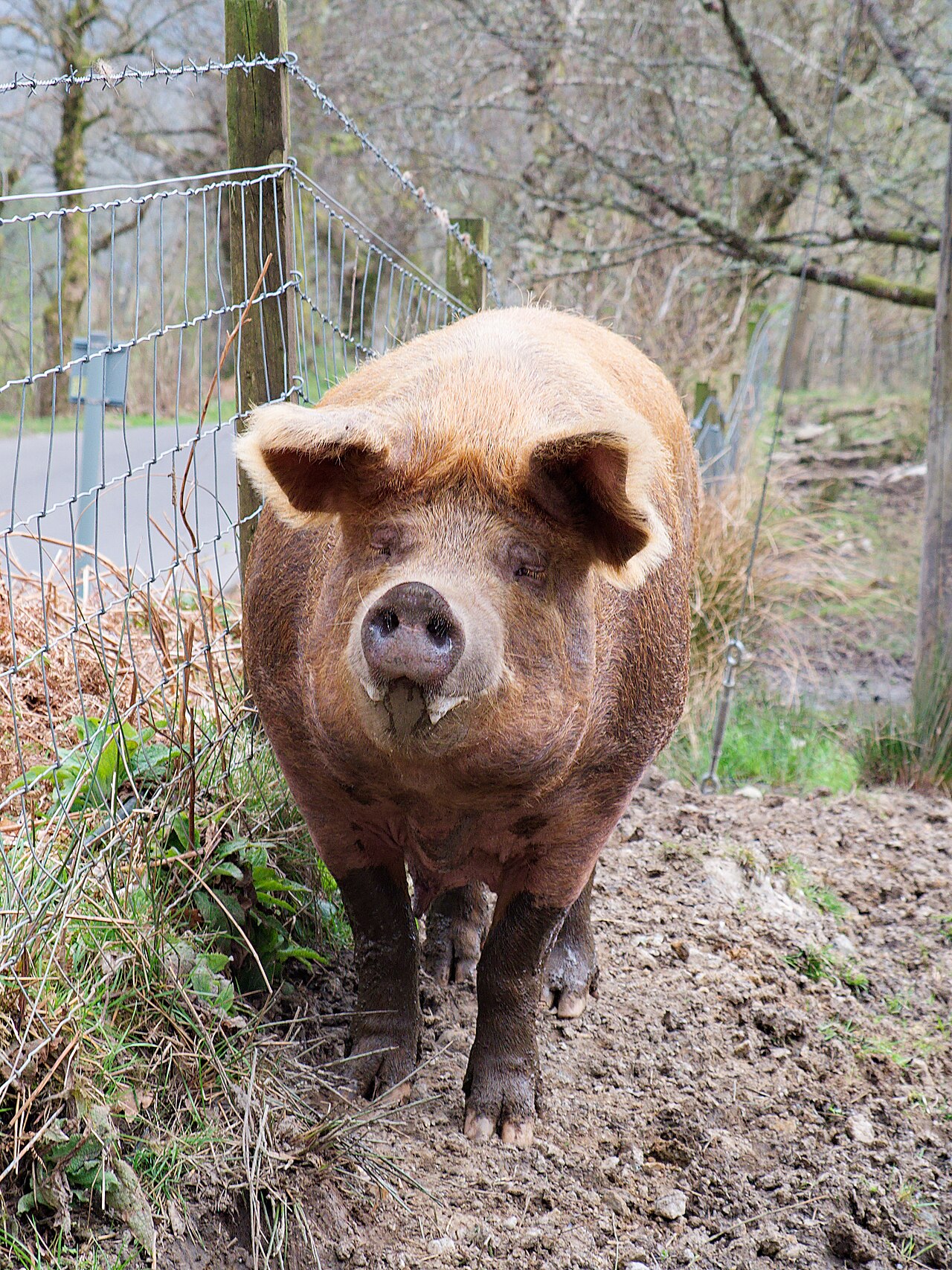Tamworth farm pig in Stirling (Loch Lomond and The Trossachs National Park, Scotland)