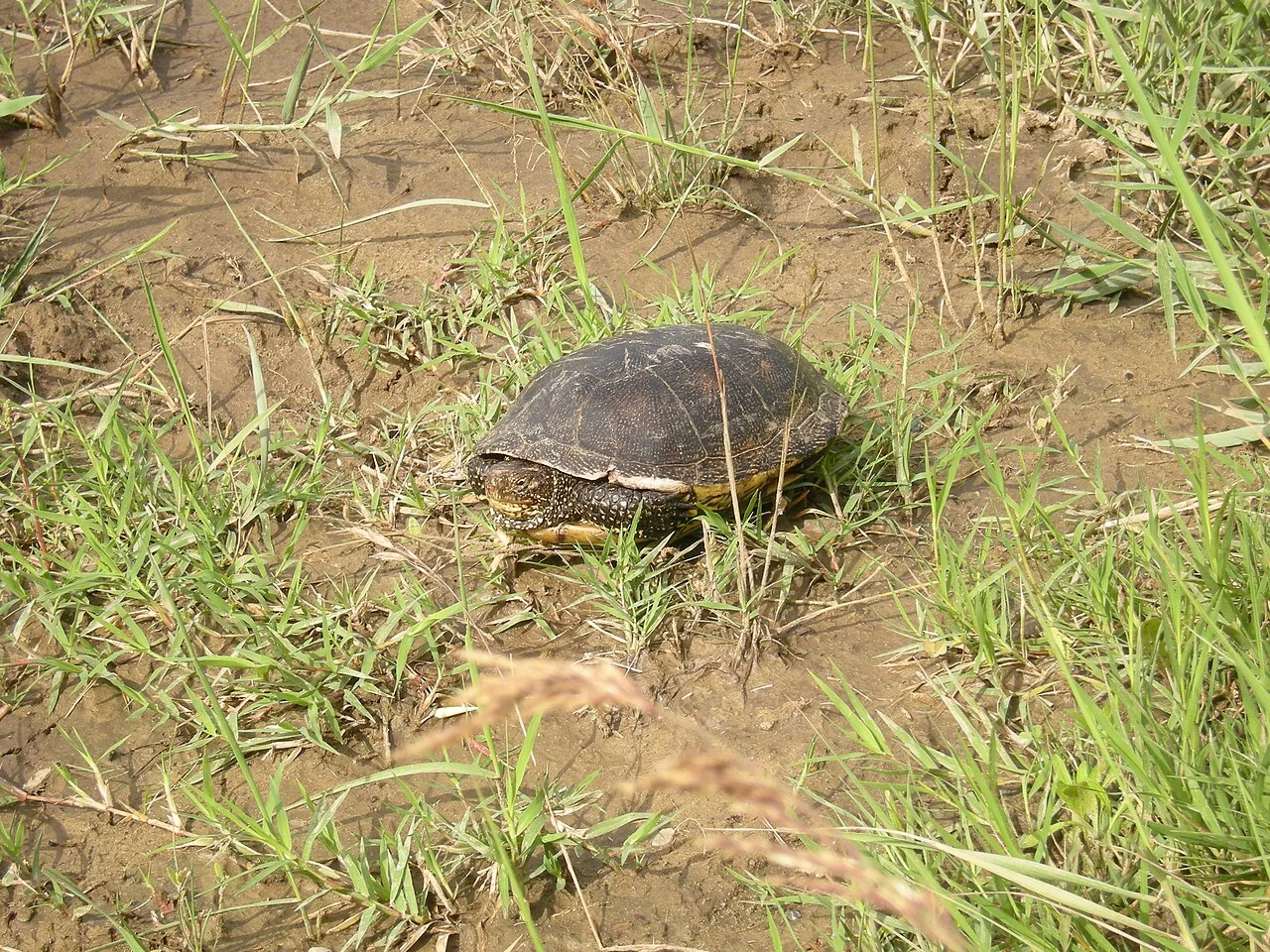 Photo of Târgu Trotuş