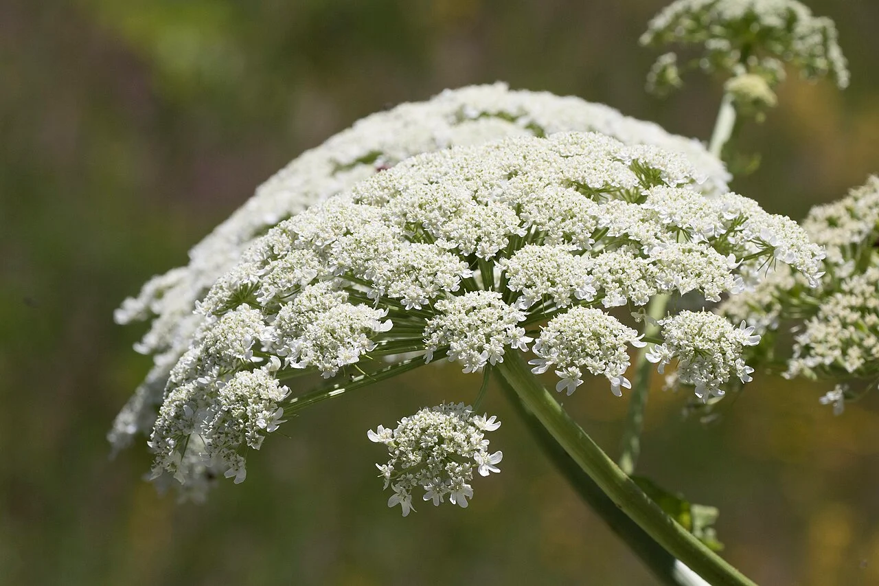 Photo of Tavşancıl