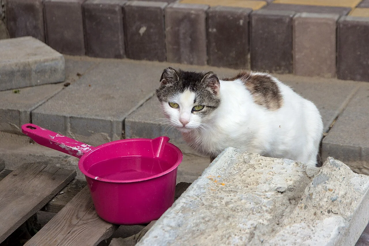 Photo of Tbilisskaya