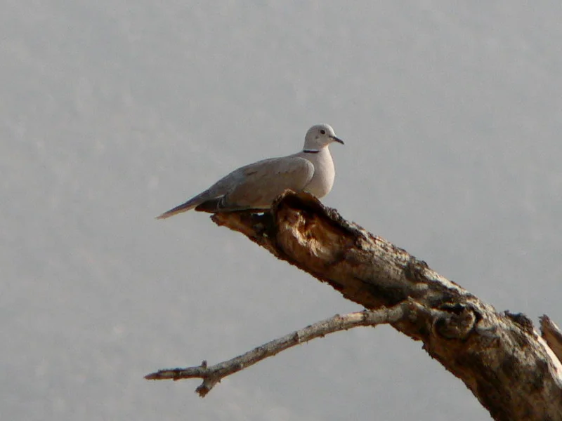 Photo of Tchirozérine