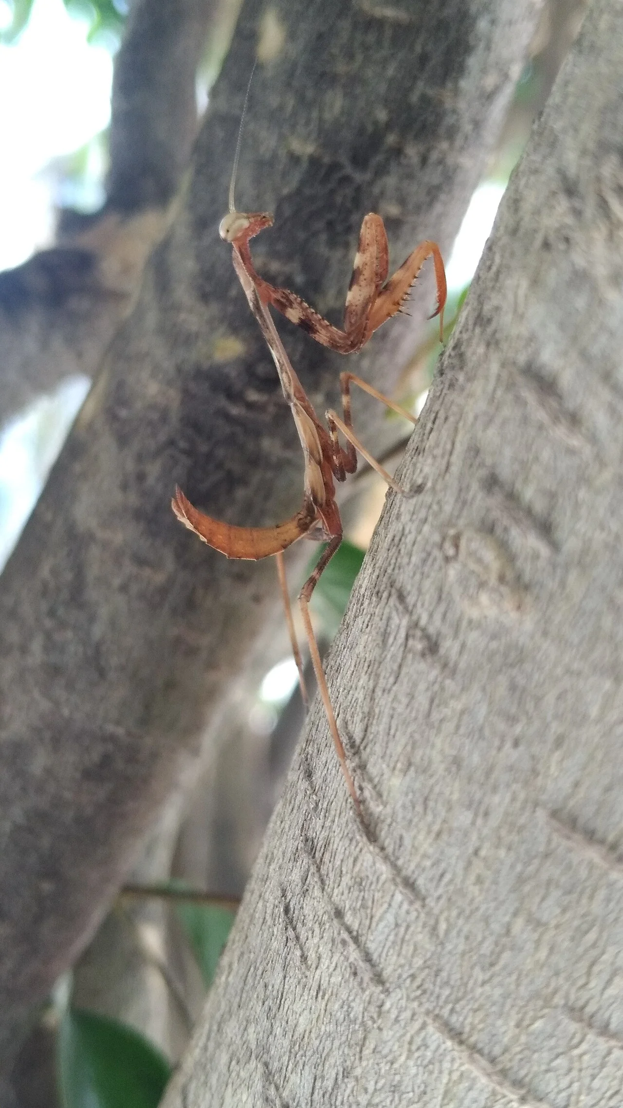 Photo of Tecamachalco