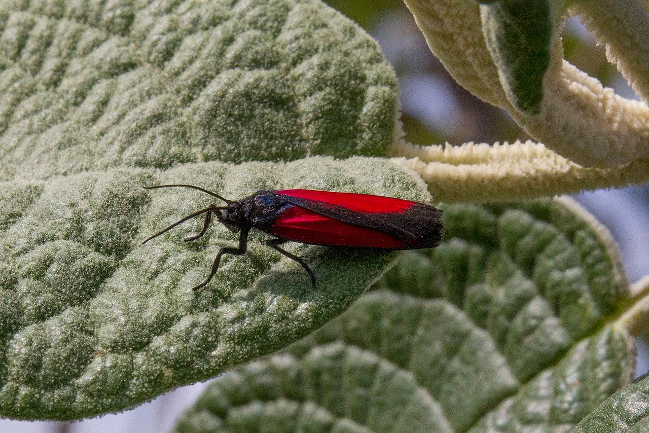 Photo of Tecoac (Santa María Nativitas)