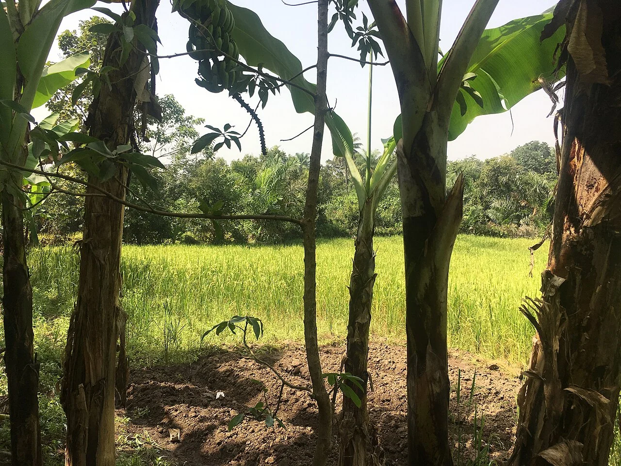 Photo of Télimélé