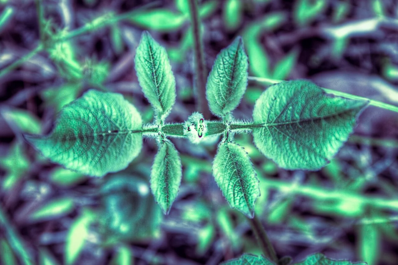 Photo of Tepetzintla