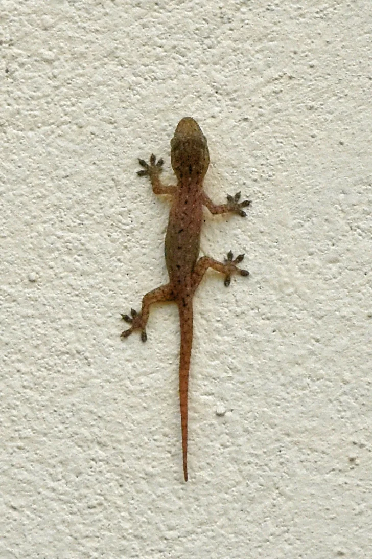 Photo of Tequesquitengo