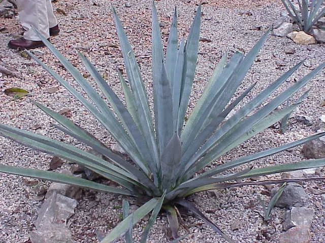 Photo of Tequila