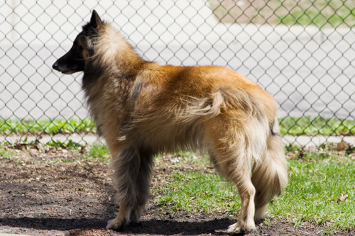 Tervuren