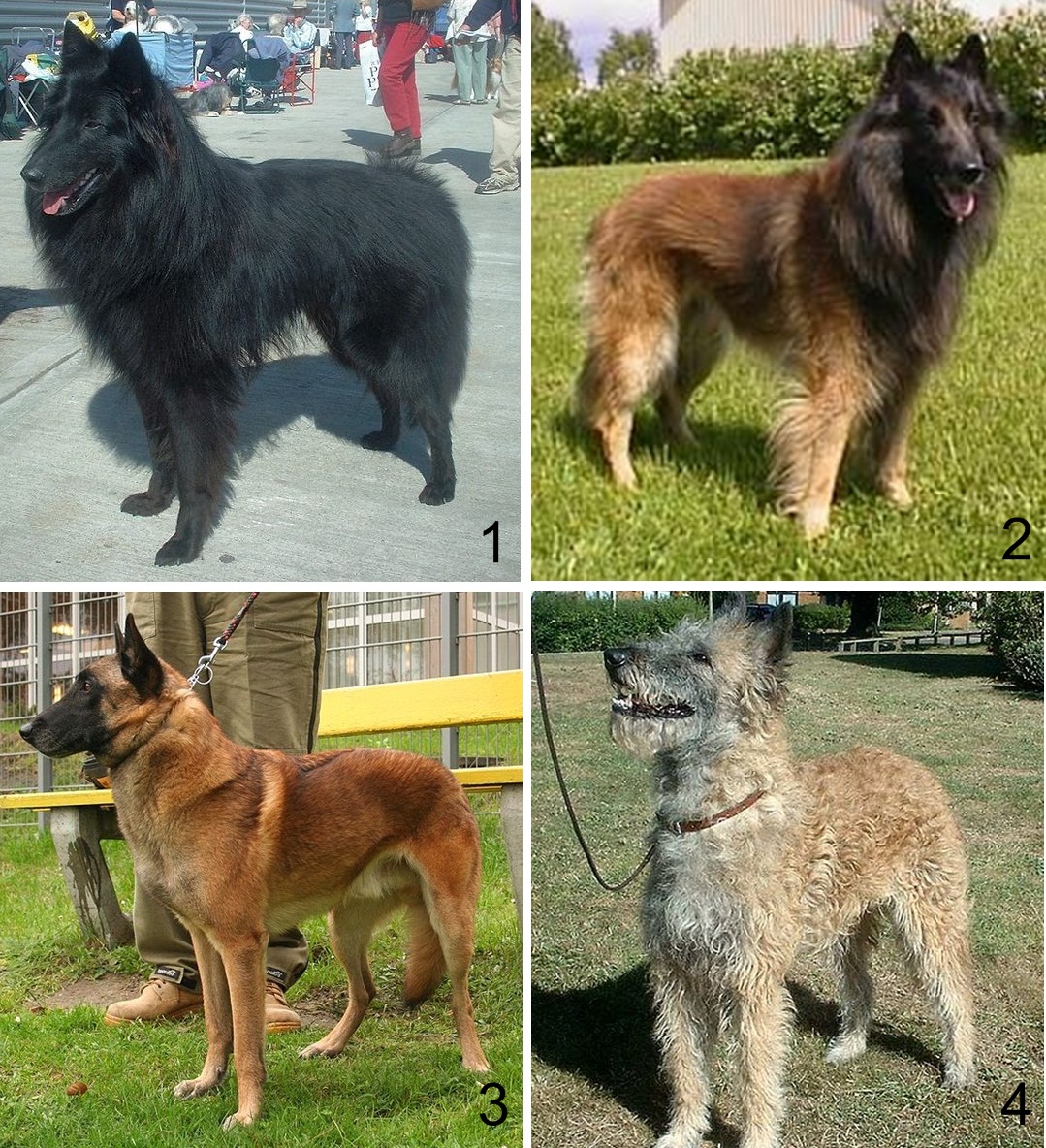 A selection of Belgian shepherd dog varieties (Groenendael, Tervuren, Malinois, Laekenois), assembled from images from Commons. Original works:
1 en:File:Belgian Groenendael 600.jpg by User:sannse
2 en:File:Tervueren.jpg by Ulrik Fallström
3 en:File:Malinois rybnik-kamien pl.jpg by User:Pleple2000
4 en:File:Belgian Laekenois 600.jpg by User:sannse