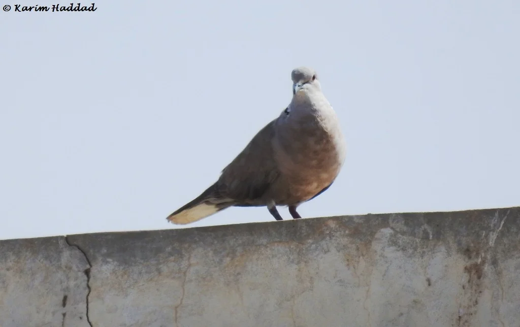 Photo of Tevragh Zeina