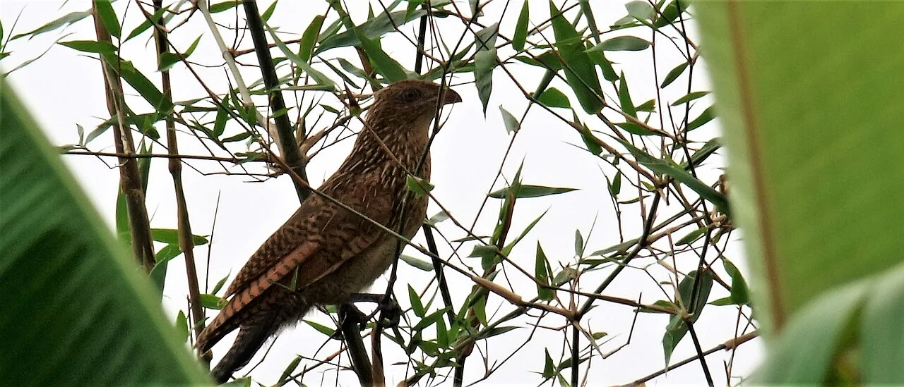 Photo of Thanh Miện