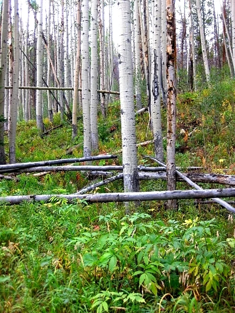 Photo of The Trails of Frisco