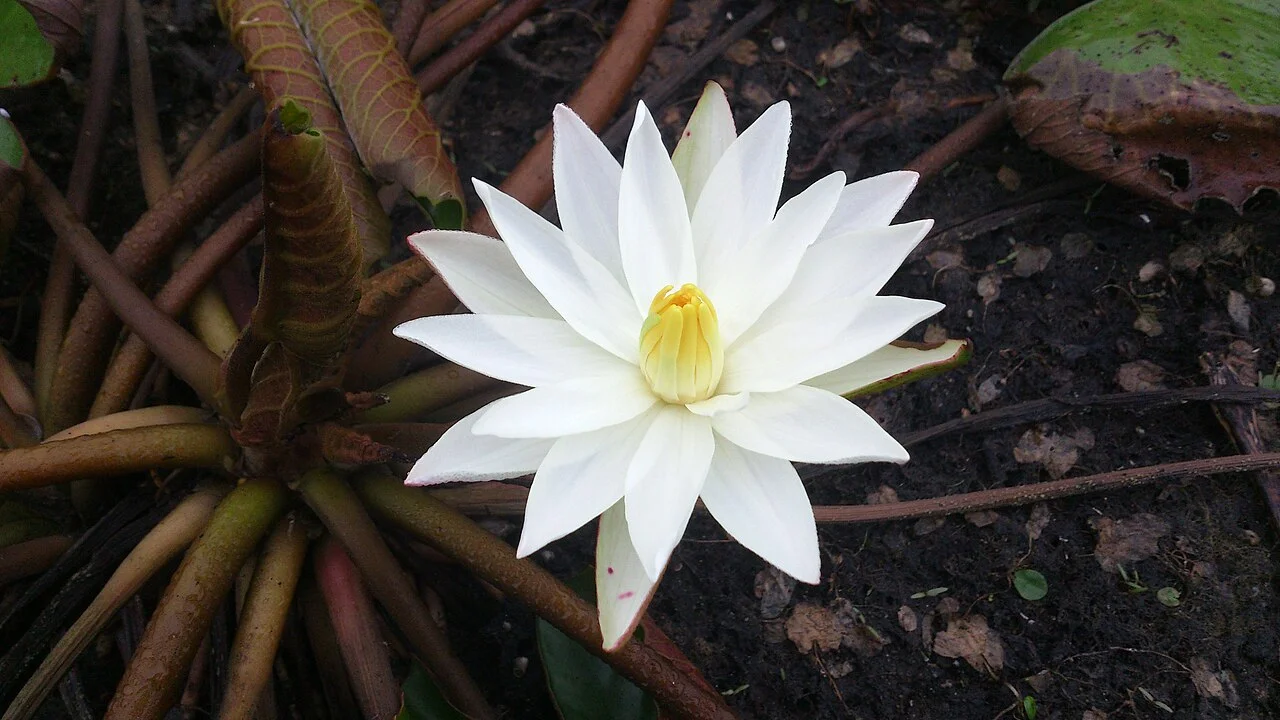 Photo of Thondamuthur