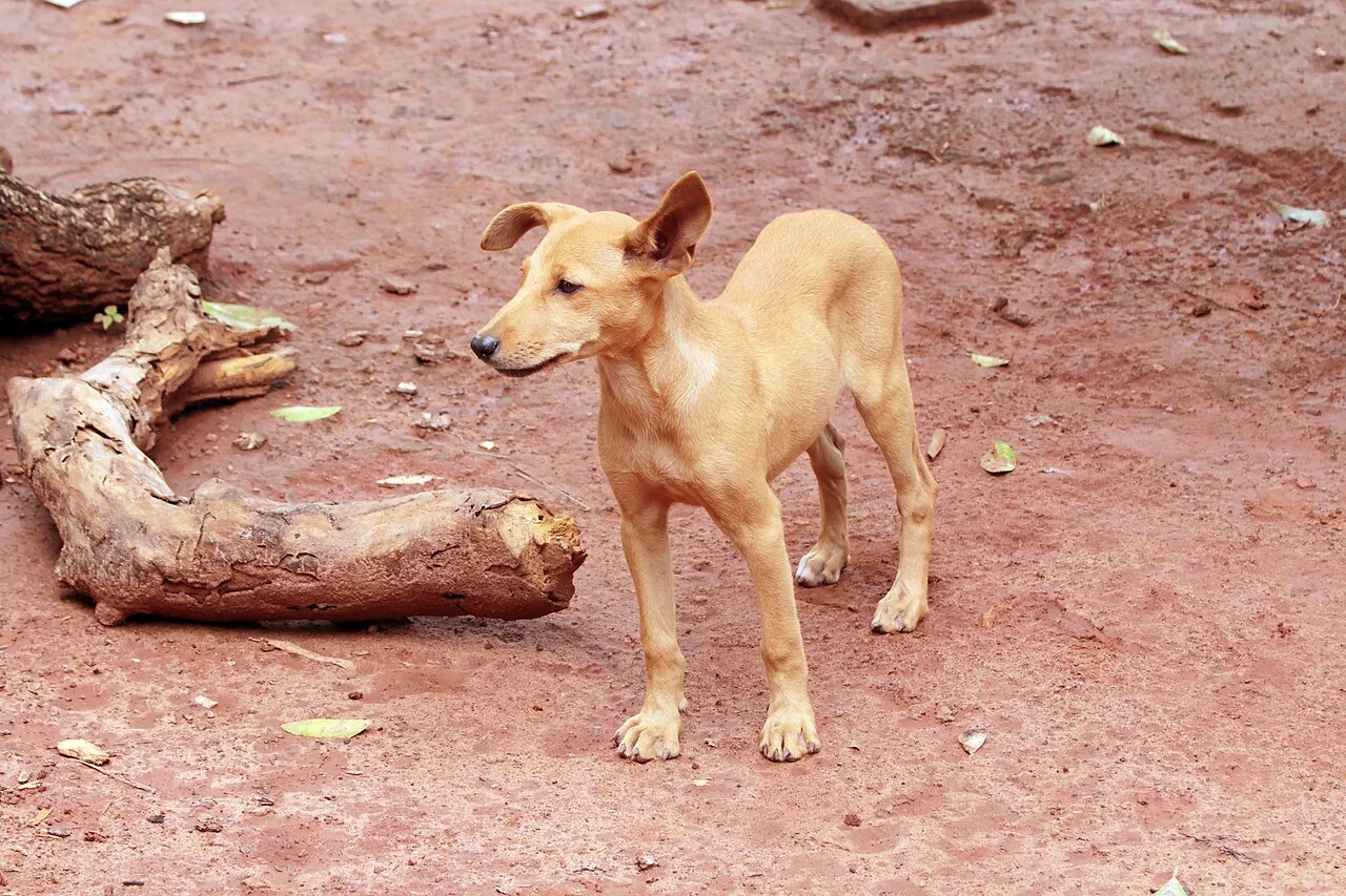 Photo of Tié-N'Diékro