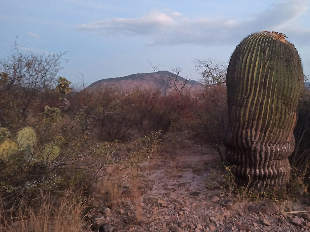 Photo of Tierra Blanca