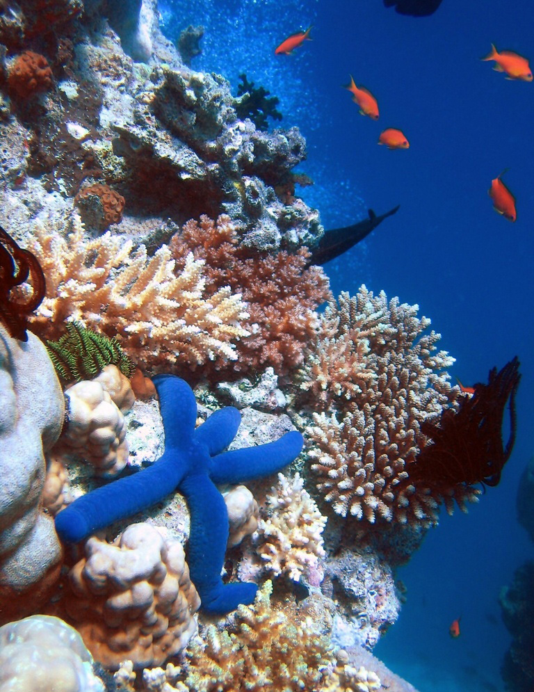 A Blue starfish (Linckia laevigata) resting on hard Acropora coral. Lighthouse, Ribbon Reefs, Great Barrier Reef.