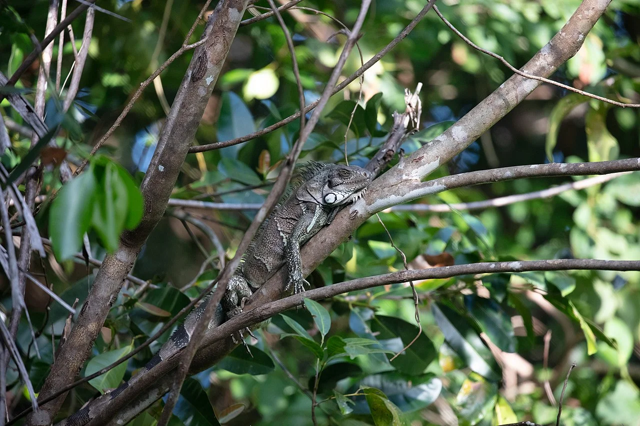 Photo of Tocantínia