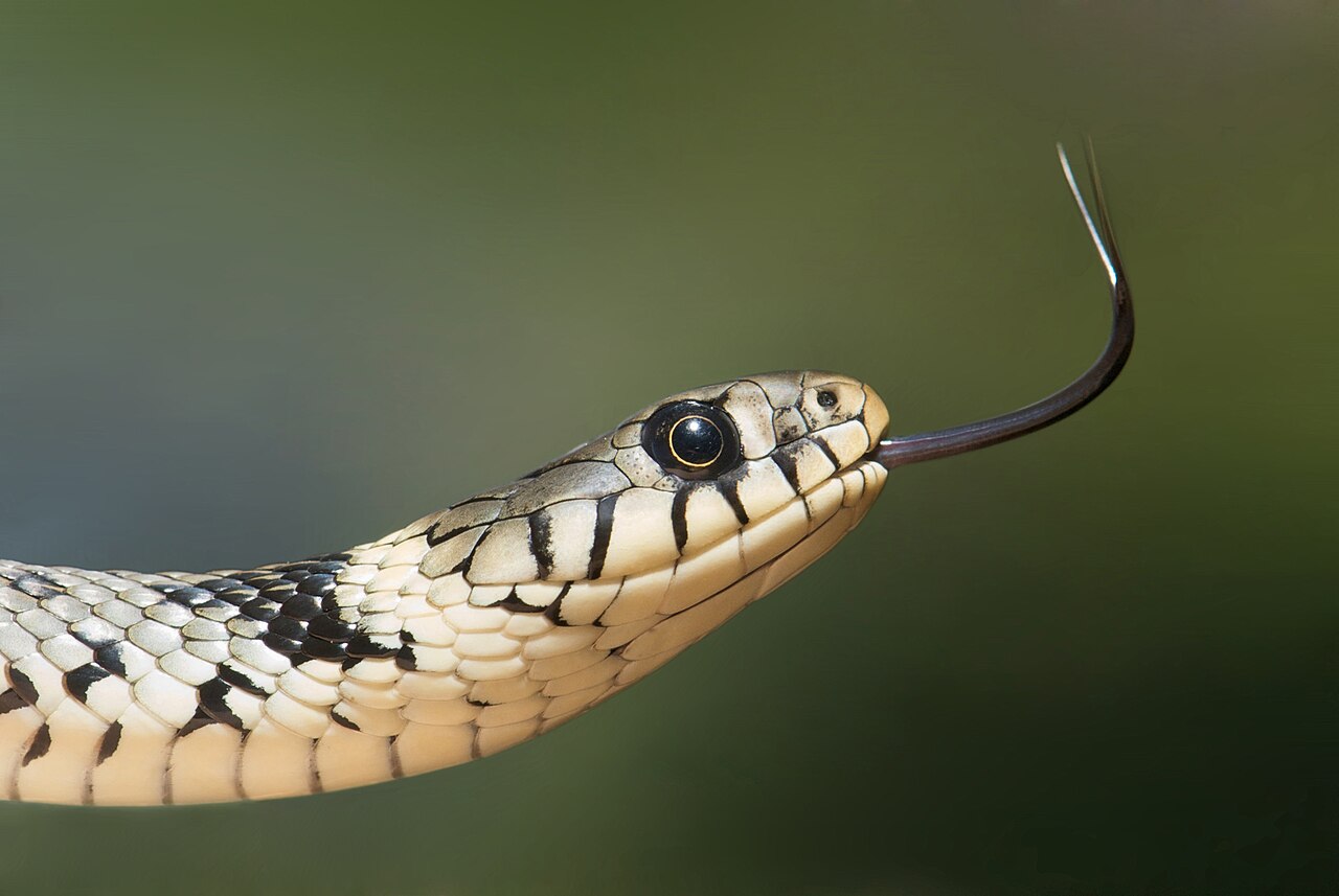 The Barred grass snake (Natrix helvetica), sometimes called the Ringed Snake or Water Snake is a non-venomous snake. It is often found near water and feeds almost exclusively on amphibians. The specimen in the picture is an adult female with a length of approximately one metre. Yellow skin tones are due to ambient light. Under neutral light the specimen is mainly grey/white.